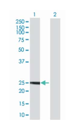 myosin, light chain 4, alkali; atrial, embryonic, Mouse, Polyclonal Antibody,