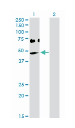 2',5'-oligoadenylate synthetase 1, 40/46kDa, Rabbit, Purified MaxPab Polyclonal