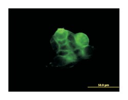 RDX (M03), Mouse anti-Human, Clone: 1F6, Abnova 100&mu;g; Unlabeled:Antibodies,