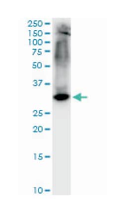 syntaxin 1A (brain), Mouse, Clone: 1B11-1A8, Abnova 100 &mu;g | Buy Online | Abnova Corporation | Fisher Scientific