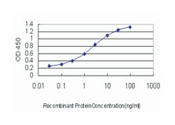 transcription factor AP-4 (activating enhancer binding protein 4), Mouse,