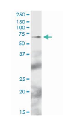 TFCP2, Mouse, Purified MaxPab Polyclonal Antibody, Abnova 50&mu;g; Unlabeled:Antibodies,