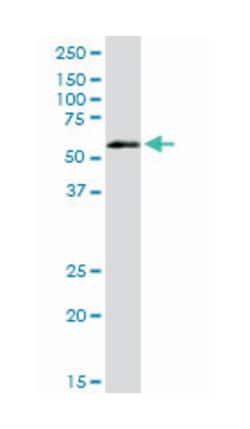 vaccinia related kinase 2, Rabbit, Purified MaxPab Polyclonal Antibody,