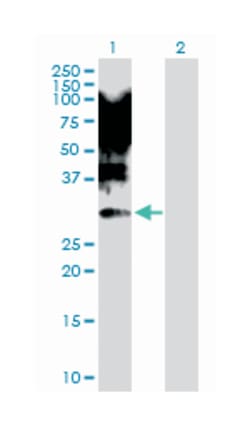 X-box binding protein 1, Rabbit, Purified MaxPab Polyclonal Antibody, Abnova