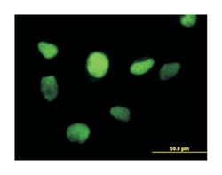 zinc finger protein 161 homolog (mouse), Mouse, Purified MaxPab Polyclonal Antibody, Abnova 50 &mu;g | Buy Online | Abnova Corporation | Fisher Scientific