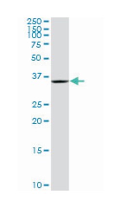 dynein, axonemal, light intermediate chain 1, Rabbit, Purified MaxPab Polyclonal