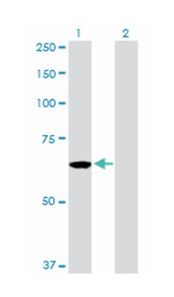 CDC45 cell division cycle 45-like (S. cerevisiae), Rabbit, Purified MaxPab