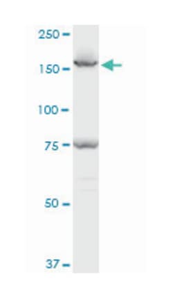 early endosome antigen 1, Mouse, Polyclonal Antibody, Abnova 50&mu;L; Unlabeled:Antibodies,