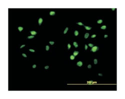 cullin 4B, Mouse, Purified MaxPab Polyclonal Antibody, Abnova 50&mu;g;
