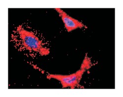 hemopoietic cell kinase, Rabbit, Purified MaxPab Polyclonal Antibody, Abnova