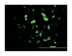 forkhead box A2, Mouse, Clone: 1C7, Abnova 100&mu;g; Unlabeled:Antibodies,