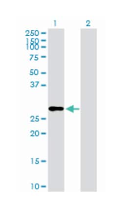 insulin-like growth factor 2 (somatomedin A), Rabbit, Purified MaxPab Polyclonal