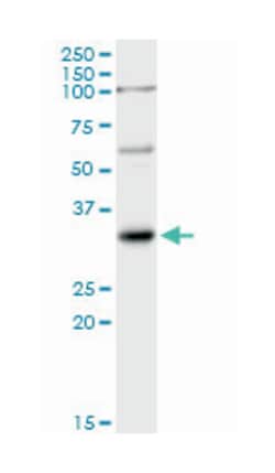 interleukin 1, beta, Rabbit, Purified MaxPab Polyclonal Antibody, Abnova 100 &mu;g | Buy Online | Abnova Corporation | Fisher Scientific