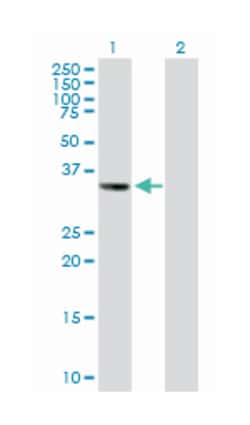 limbic system-associated membrane protein, Mouse, Purified MaxPab™ Polyclonal Antibody, Abnova™