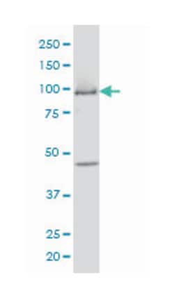 MCM3, Mouse, Clone: 4F7, Abnova 200&mu;L; Unlabeled:Antibodies, Monoclonal
