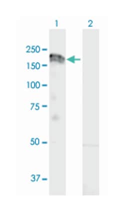 met proto-oncogene (hepatocyte growth factor receptor), Mouse, Purified
