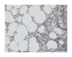 N-methylpurine-DNA glycosylase, Mouse, Clone: 2C5, Abnova 100&mu;g; Unlabeled:Antibodies,