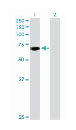 v-myb myeloblastosis viral oncogene homolog (avian)-like 2, Rabbit, Purified