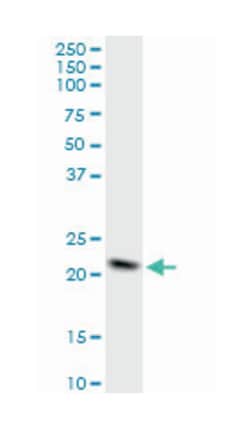 NADH dehydrogenase (ubiquinone) 1 beta subcomplex, 10, 22kDa, Mouse, Purified