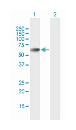 prolyl 4-hydroxylase, beta polypeptide, Mouse, Purified MaxPab Polyclonal