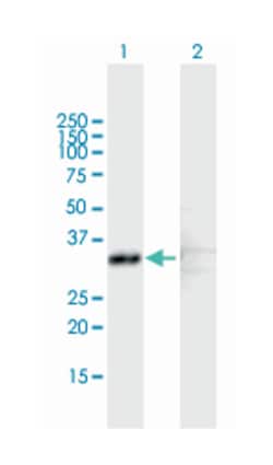 sterol carrier protein 2, Mouse, Purified MaxPab Polyclonal Antibody, Abnova