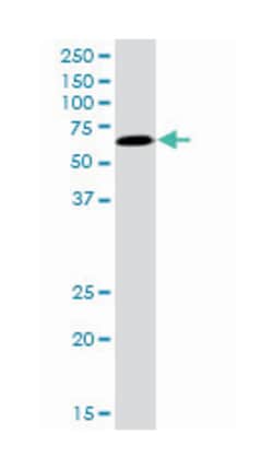 TFCP2, Mouse, Purified MaxPab Polyclonal Antibody, Abnova 50&mu;g; Unlabeled:Antibodies,