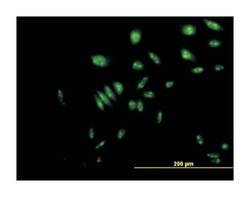 nuclear VCP-like, Mouse, Purified MaxPab Polyclonal Antibody, Abnova 50&mu;g;
