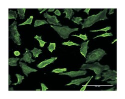 PCTAIRE protein kinase 1, Mouse, Clone: 2E5, Abnova 100&mu;g; Unlabeled:Antibodies,