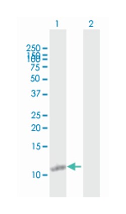 thymosin beta 4, X-linked, Mouse, Purified MaxPab&trade; Polyclonal Antibody, Abnova&trade;
