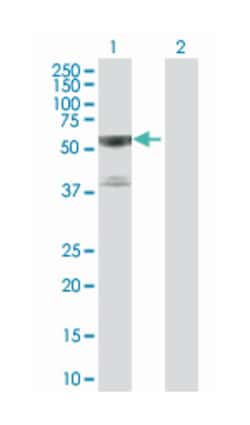 TNF receptor-associated factor 3, Mouse, Polyclonal Antibody, Abnova 50&mu;L;