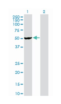 vaccinia related kinase 2, Rabbit, Purified MaxPab Polyclonal Antibody,