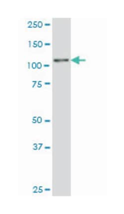 zinc finger and SCAN domain containing 20, Mouse, Clone: 3G7, Abnova 100&mu;g;
