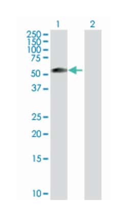 zinc finger and SCAN domain containing 21, Rabbit, Purified MaxPab Polyclonal