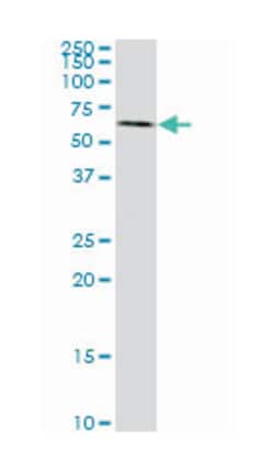 synapsin I, Mouse, Clone: 4H1, Abnova 100&mu;g; Unlabeled:Antibodies, Monoclonal