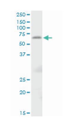 TFCP2, Mouse, Purified MaxPab Polyclonal Antibody, Abnova 50&mu;g; Unlabeled:Antibodies,