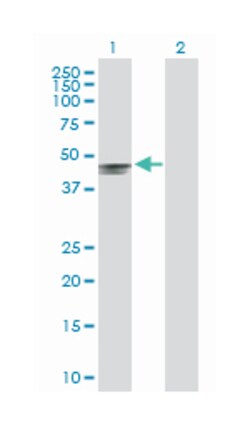 left-right determination factor 2, Rabbit, Purified MaxPab Polyclonal Antibody,