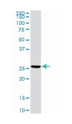 troponin I type 2 (skeletal, fast), Rabbit, Purified MaxPab Polyclonal