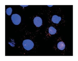 HCK, Mouse, Clone: 2A6, Abnova 100&mu;g; Unlabeled:Antibodies, Monoclonal