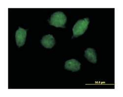 homeobox A1, Mouse, Purified MaxPab Polyclonal Antibody, Abnova 50&mu;g;