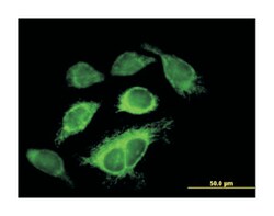 isocitrate dehydrogenase 3 (NAD+) alpha, Mouse, Purified MaxPab Polyclonal