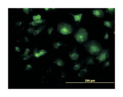 LFNG O-fucosylpeptide 3-beta-N-acetylglucosaminyltransferase, Mouse, Clone: