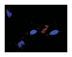 ral guanine nucleotide dissociation stimulator, Rabbit, Purified MaxPab