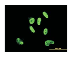 SRY (sex determining region Y)-box 9, Mouse, Clone: 3C10, Abnova 100&mu;g;