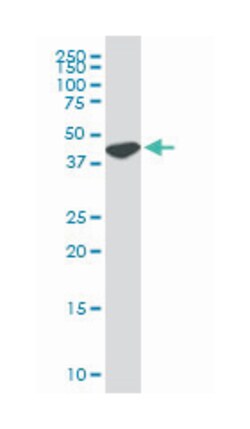 upstream transcription factor 2, c-fos interacting, Mouse, Clone: 5F2,