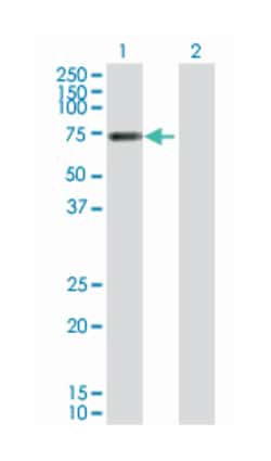 vitronectin, Rabbit, Purified MaxPab Polyclonal Antibody, Abnova 100&mu;g;