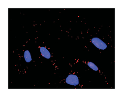 WEE1 homolog (S. pombe), Rabbit, Purified MaxPab Polyclonal Antibody, Abnova