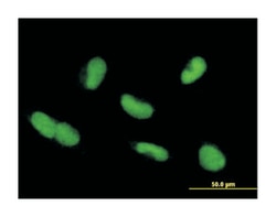 zinc finger protein 37A (B01), Mouse anti-Human, Polyclonal Antibody, Abnova