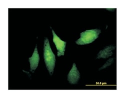 dynein, axonemal, light intermediate chain 1, Mouse, Polyclonal Antibody,