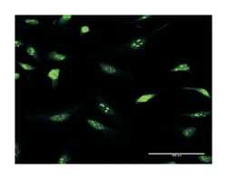 interferon-related developmental regulator 2, Rabbit, Purified MaxPab Polyclonal