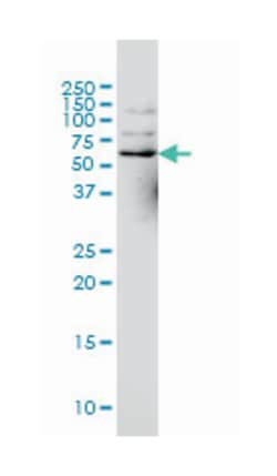 NCOA4, Mouse, Clone: 1A2, Abnova 200&mu;L; Unlabeled:Antibodies, Monoclonal